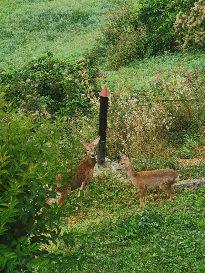 Ferienwohnung Im Nationalpark Gesaeuse Hieflau Esterno foto